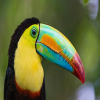 Colorfull Papagaio